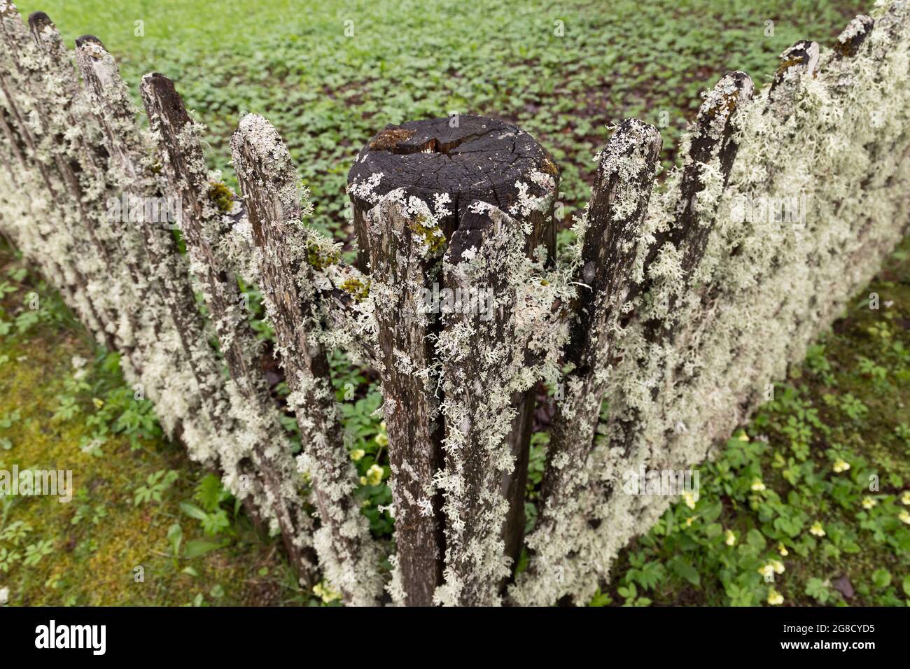 Corner of an old gray wooden fence with lichen, background photo Stock ...