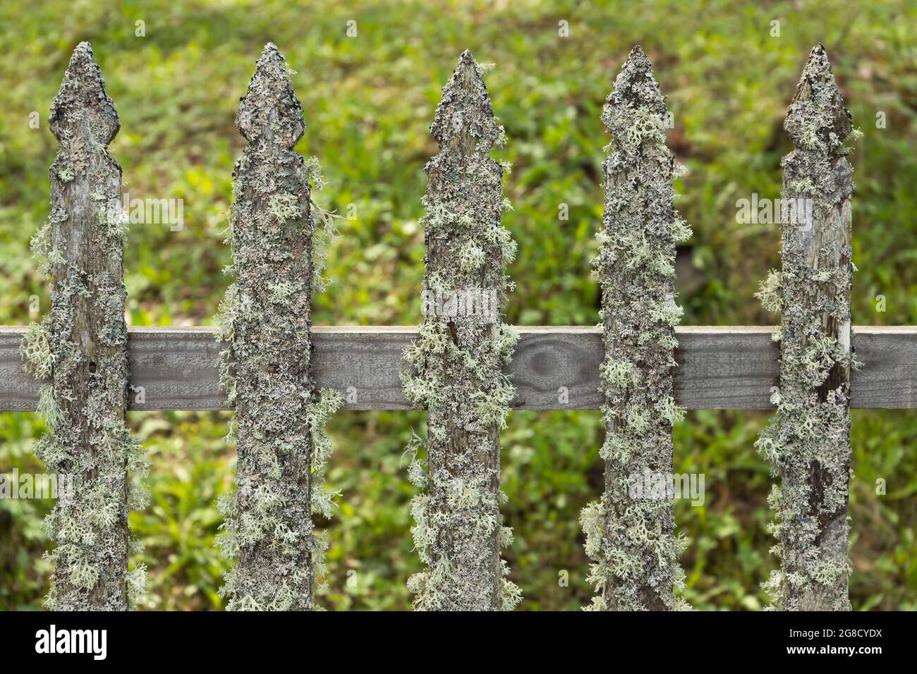 Old gray wooden fence with lichen, background photo Stock Photo - Alamy