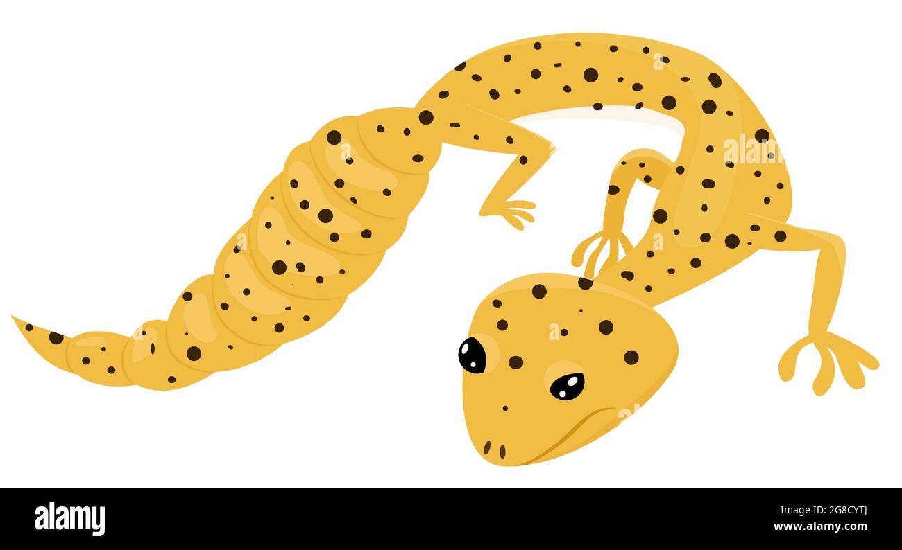 Eublepharis macularius. Cartoon yellow golden leopard gecko. Reptile vector illustration isolated on white background. Stock Vector