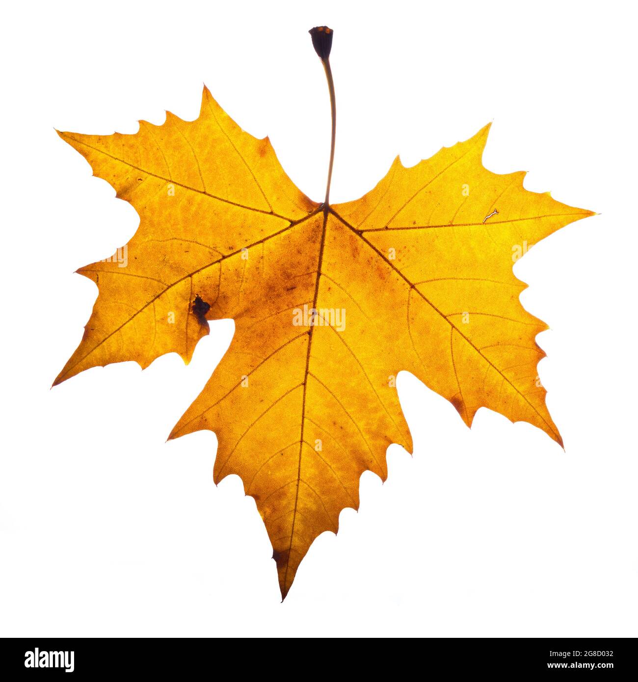 Hojas de platano hires stock photography and images Alamy