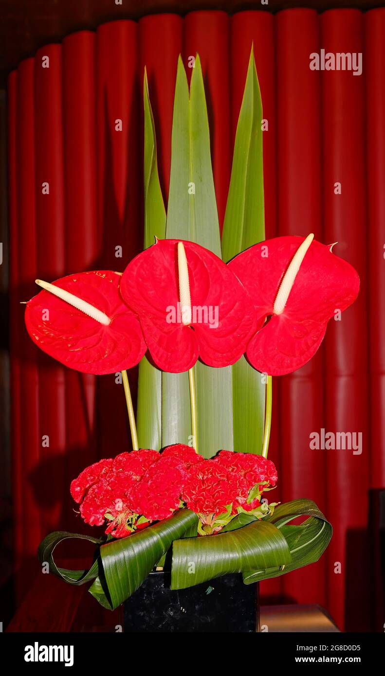 floral arrangement, 3 anthuriums, arum family, Araceae, flamingo flower, laceleaf, tailflower, carnations, red flowers, green leaves, contrasting colo Stock Photo