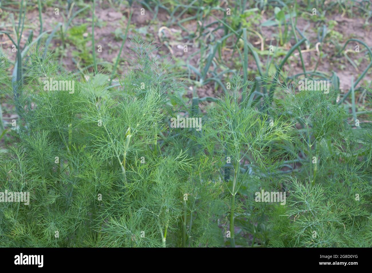 Dill plantation in the garden Benefits of this herb concept Stock