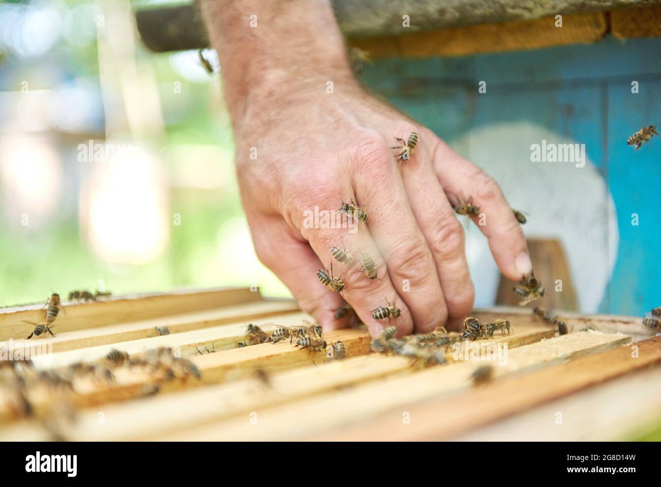 Close up beehives hi-res stock photography and images - Alamy