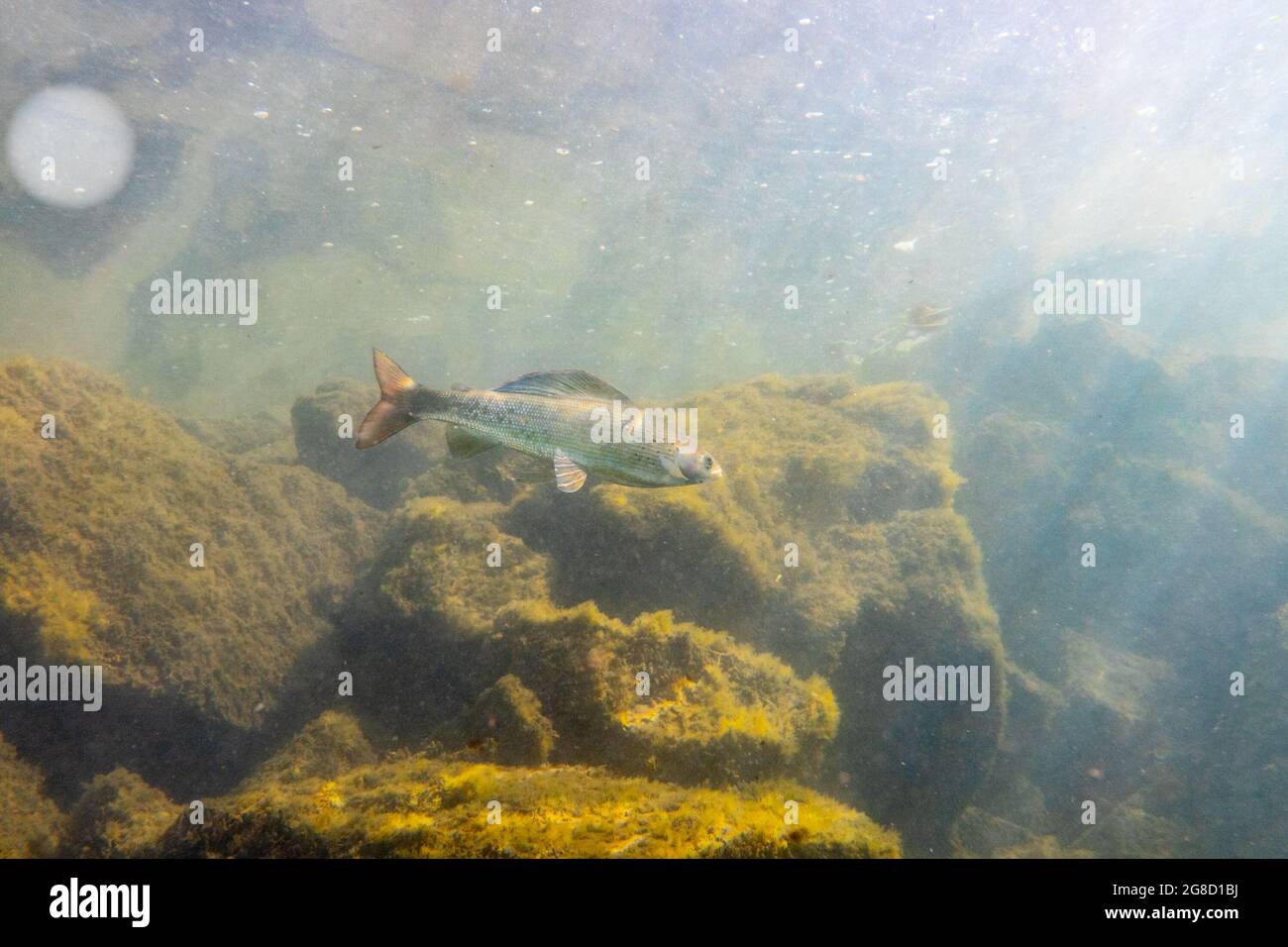 Arctic Grayling hunting in the shallow waters of the Pine River. Stock Photo