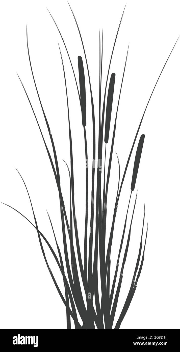 Bull rush reed Stock Vector Images - Alamy