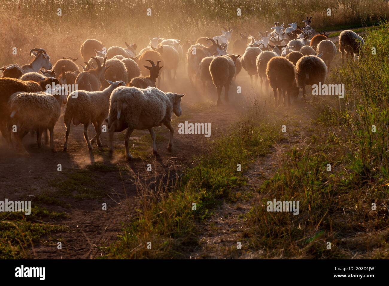 A flock of sheep and goats walking along a dusty road Stock Photo - Alamy