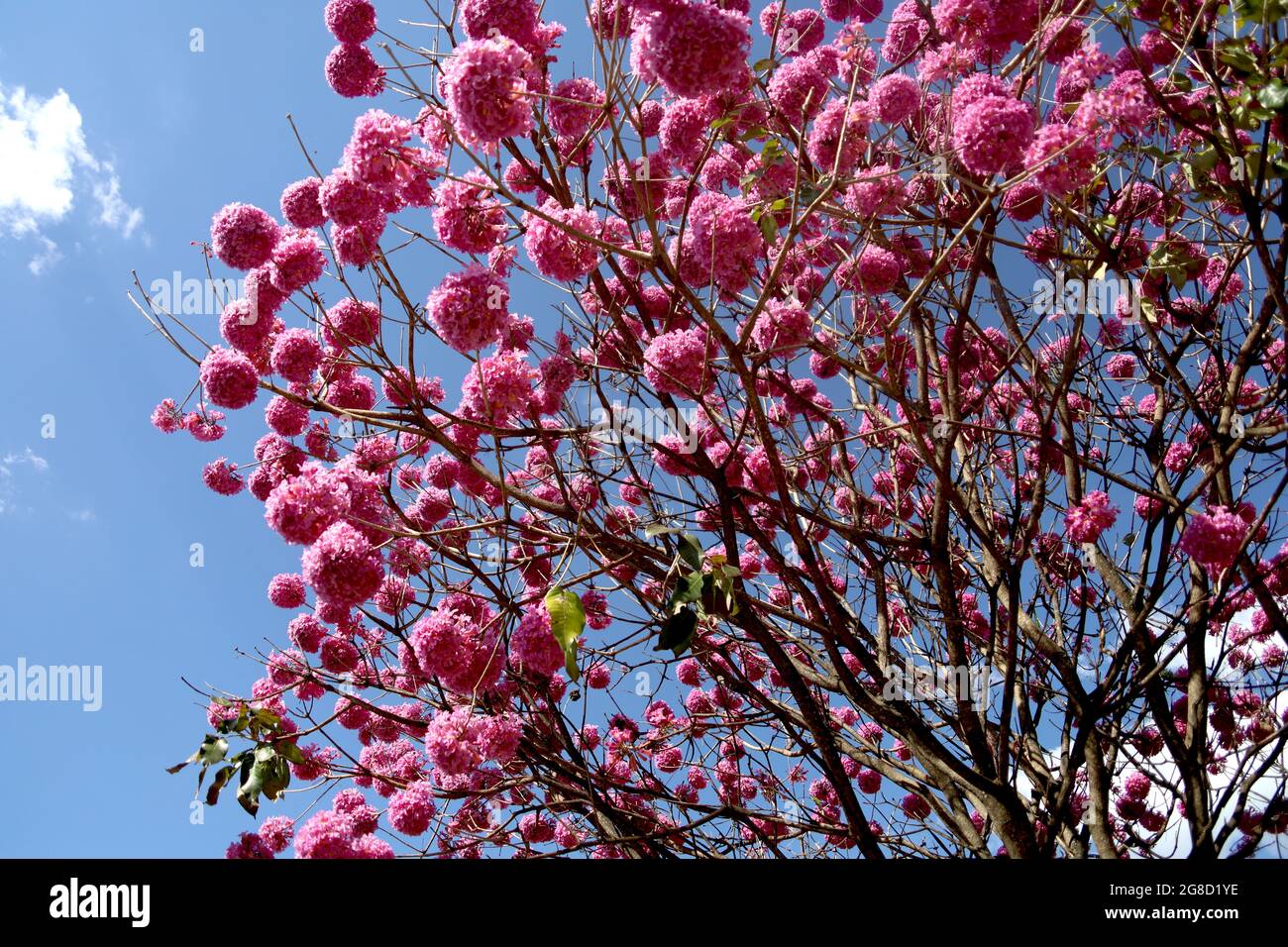 pink tree Stock Photo