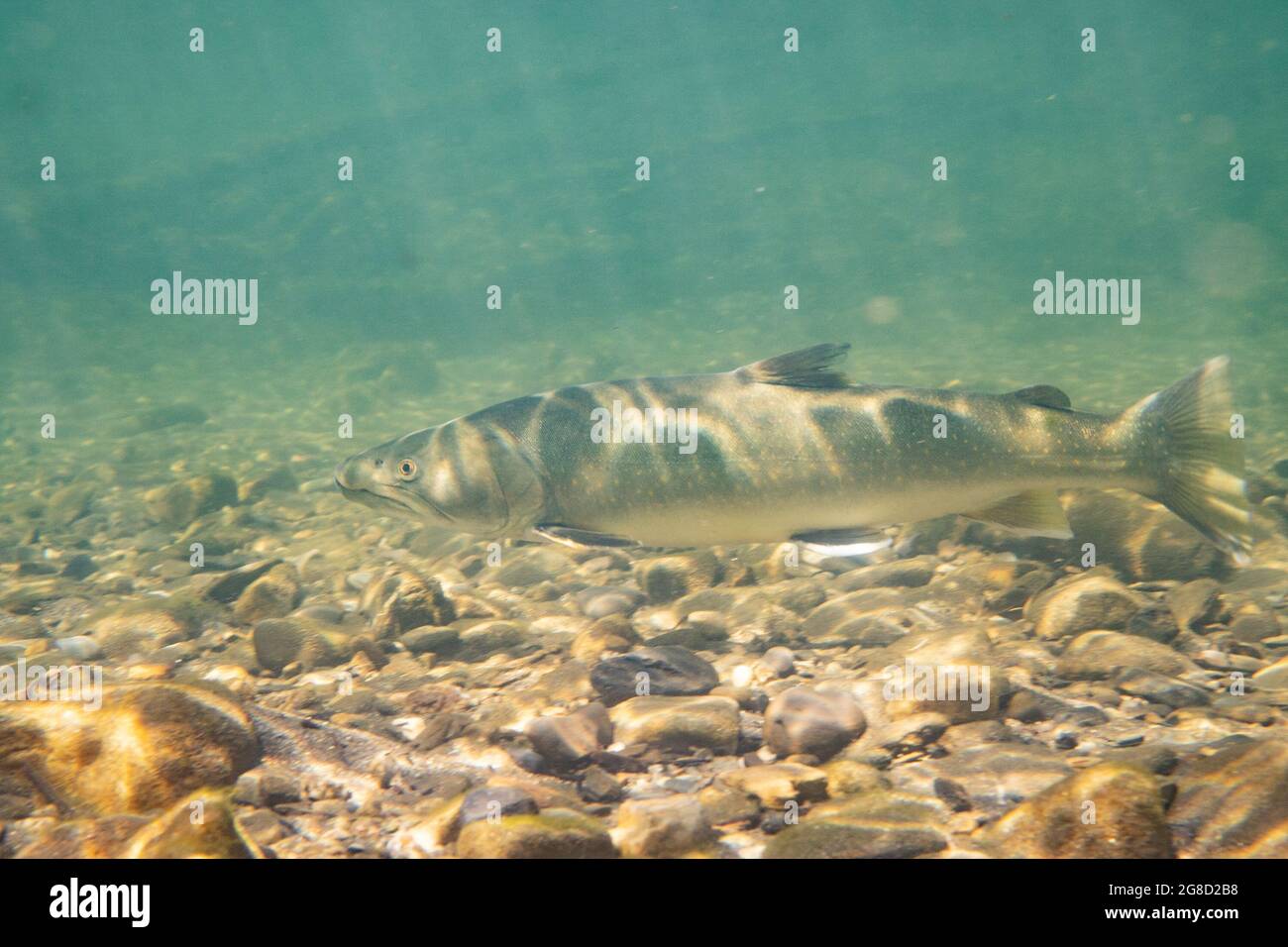 Adult Bull Trout in the Pine River, British Columbia, Canada. Stock Photo