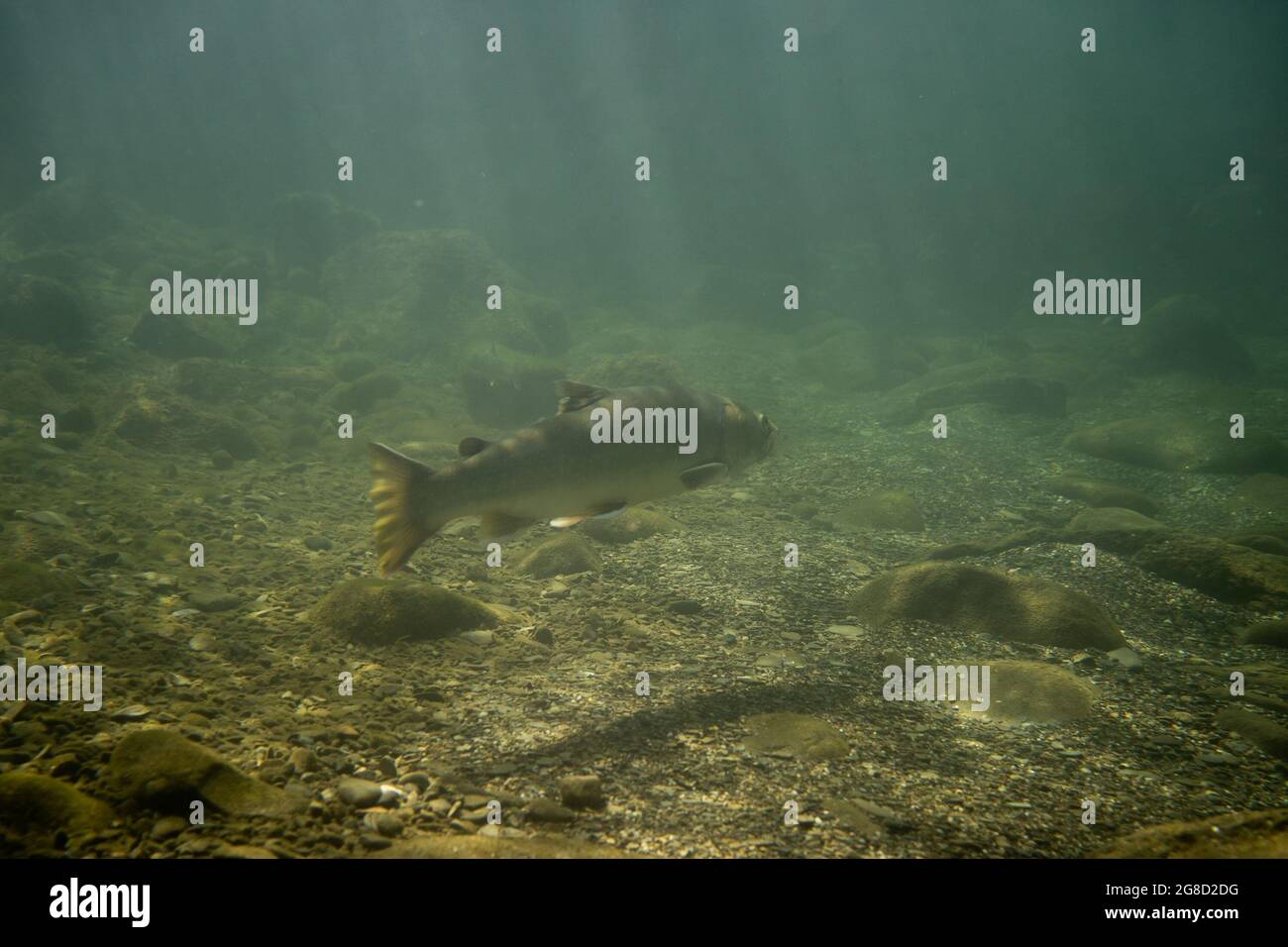 A bull trout holding on a deeper pool in the headwaters of the Pine River, in Chewynd, British Columbia, Canada. Stock Photo