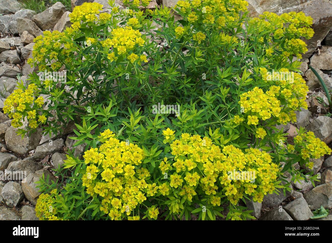 Euphorbia palustris, the marsh spurge or marsh euphorbia. Probably sort 'Walenburg's Glorie' Stock Photo
