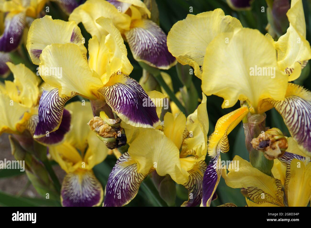 Iris Germanica 'Flaming Dragon'. A beautiful yellow-purple bearded iris. Stock Photo