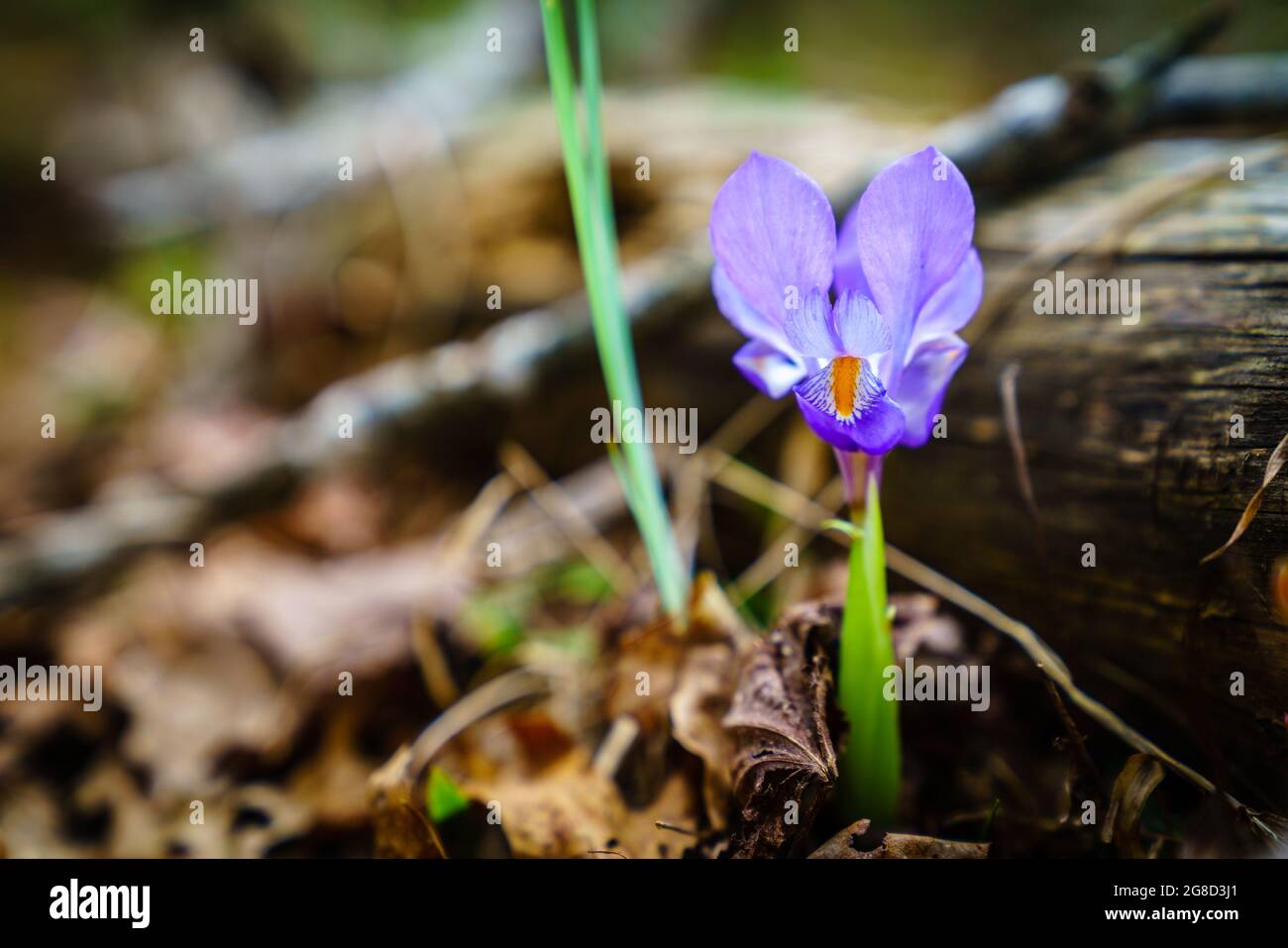 Dwarf Iris flower in Red River Gorge, Kentucky in spring Stock Photo