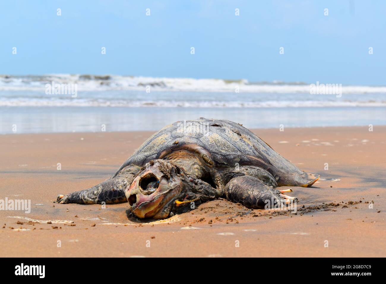TORTOISE died in INDIAN OCEAN. Sad to share, in the Indian Ocean Tortoise (turtle), swam to shore and died on the shore. Stock Photo
