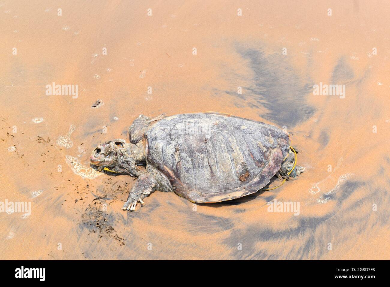 ORTOISE died in INDIAN OCEAN. Sad to share, in the Indian Ocean Tortoise (turtle), swam to shore and died on the shore. Stock Photo