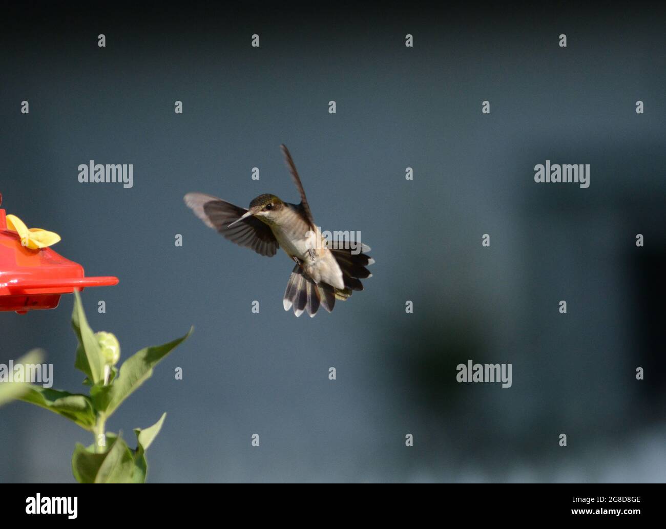 hummingbirds near a feeder Stock Photo