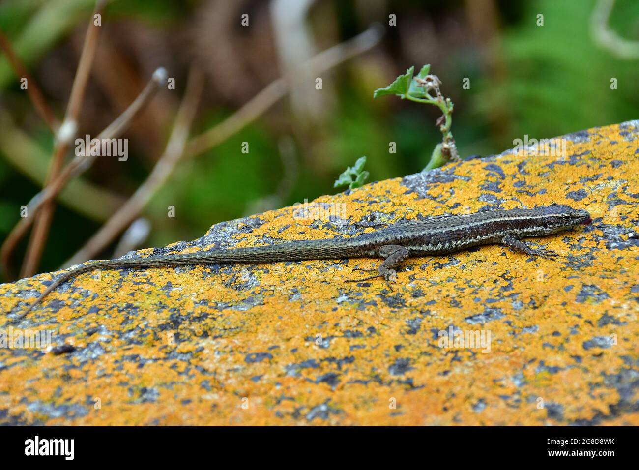 Madeiran wall lizard, Madeira-Eidechse, Madeira-Mauereidechse, Teira dugesii, madeirai faligyik, Madeira, Portugal, Europe Stock Photo