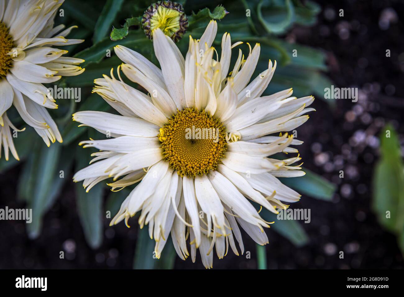 Shasta Daisy flowers. Leucanthemum x superbum Real Glory Stock Photo