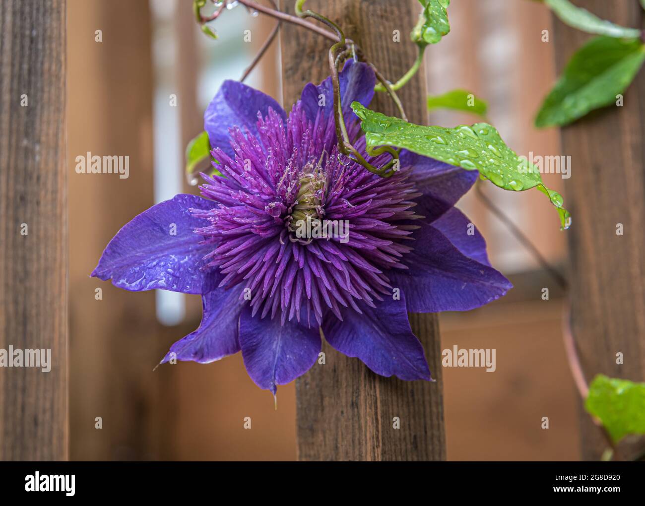 Blue Clematis in sunny day on wood background Stock Photo