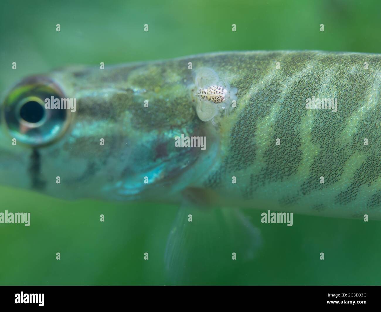 Young pike with a parasite on its back, Carp louse (Argulus foliaceus) on a young pike, North Rhine Westphalia, Germany Stock Photo