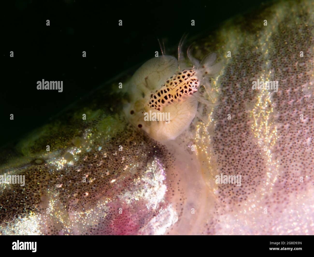 Young pike with a parasite on its back, Carp louse (Argulus foliaceus) on a young pike, North Rhine Westphalia, Germany Stock Photo