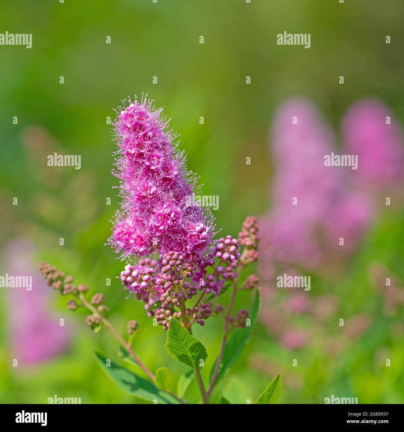 Pink blooming splendid spiere, astilbe Stock Photo