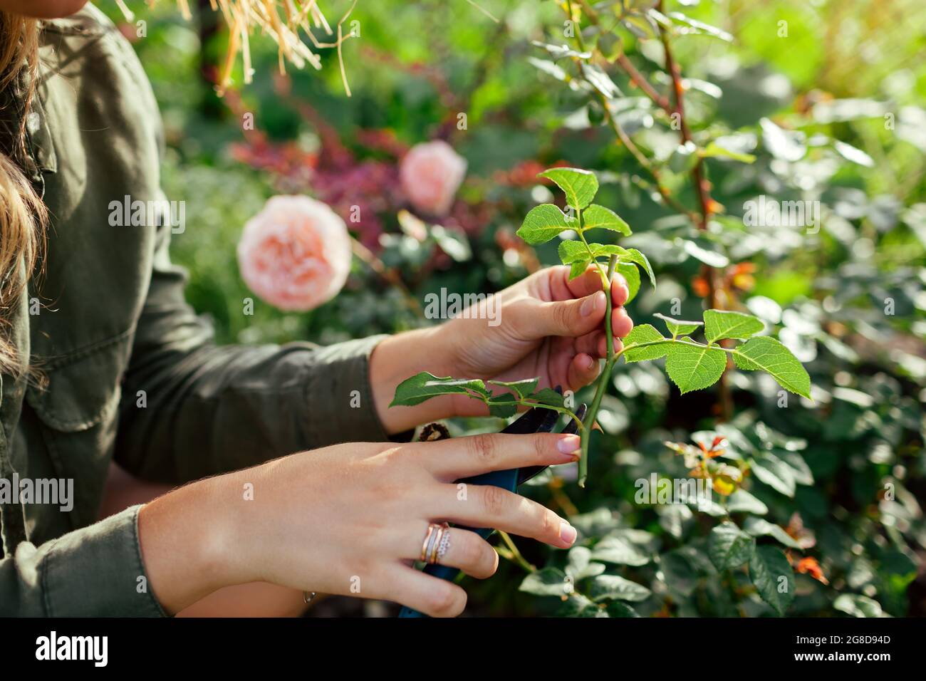 Woman cutting flower stem hires stock photography and images Alamy