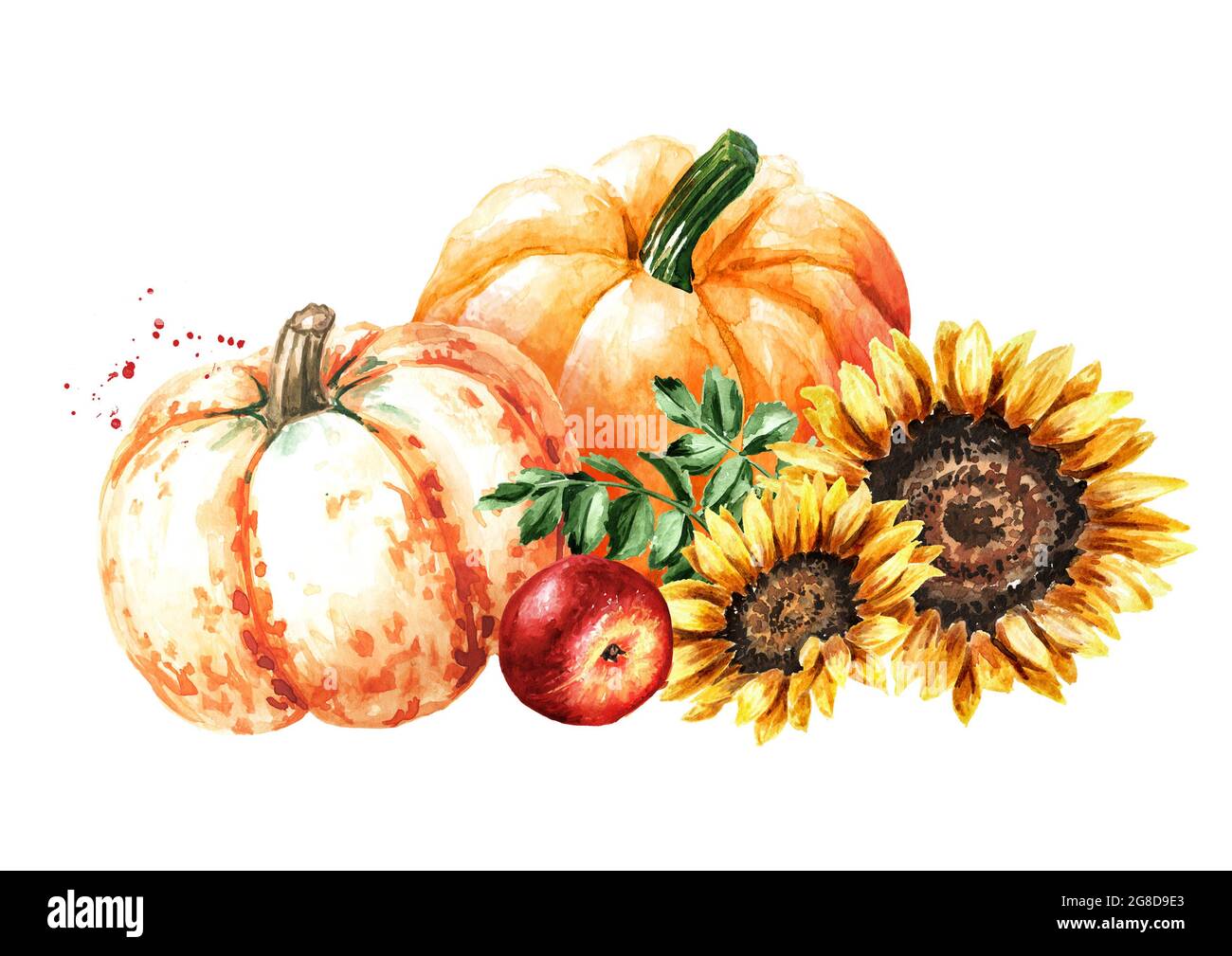 Autumn composition with pumpkins, sunflower flowers and apple. Hand ...