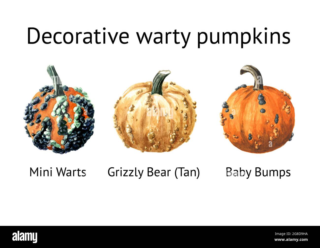 Decorative warty pumpkins set. Mini Warts,  Grizzly Bear,  Baby Bumps. Watercolor hand drawn illustration isolated  on white background Stock Photo