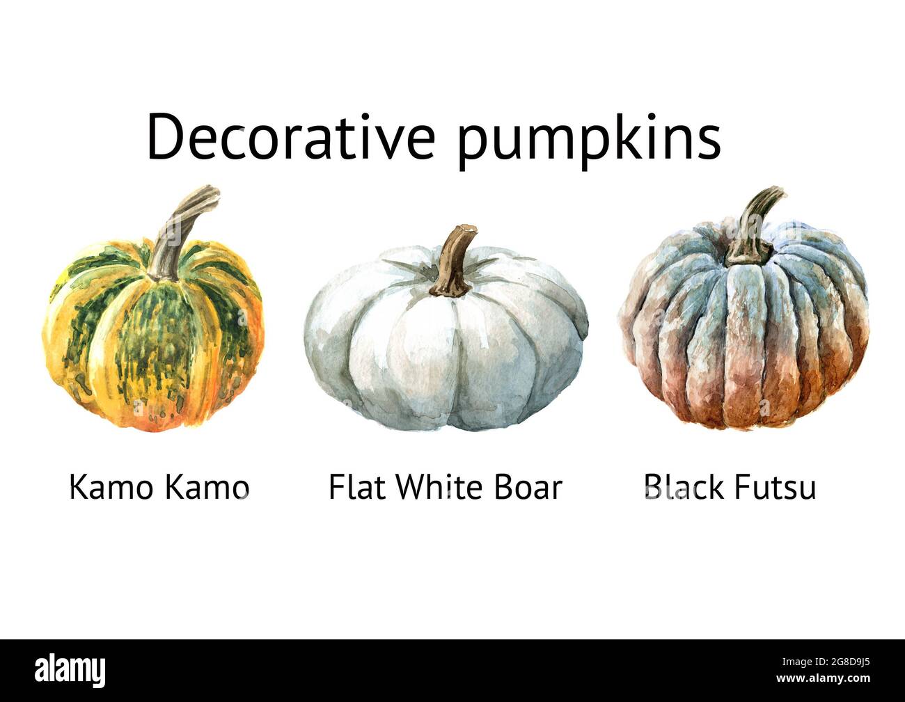 Decorative pumpkins set. Kamo Kamo, Flat White Boar, Black Futsu. Watercolor hand drawn illustration isolated  on white background Stock Photo