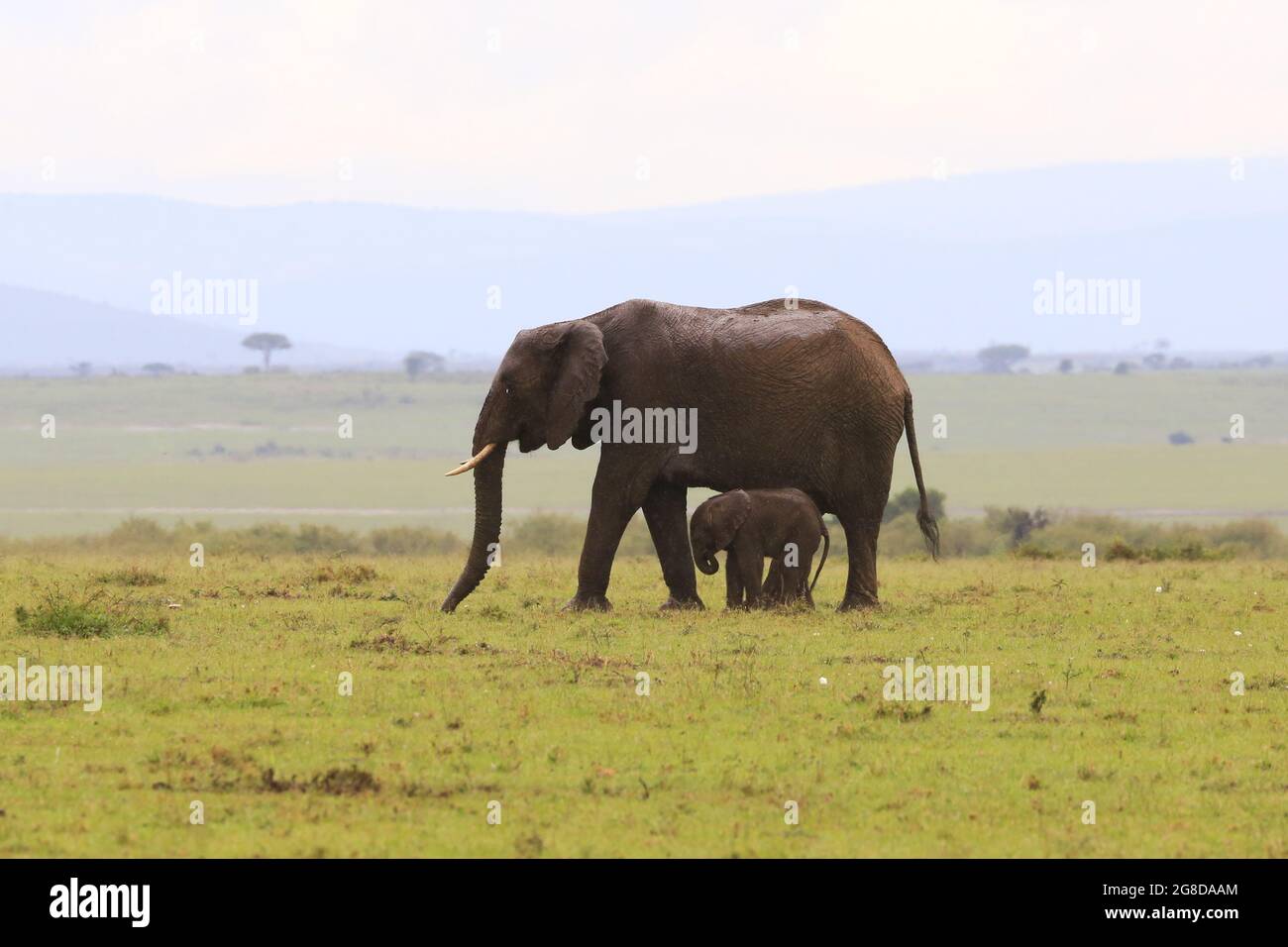 Mother elephant sheltering her baby from a rain shower on Maasai Mara National Reserve, Kenya. On safari from Sarova Mara Game Camp. Stock Photo