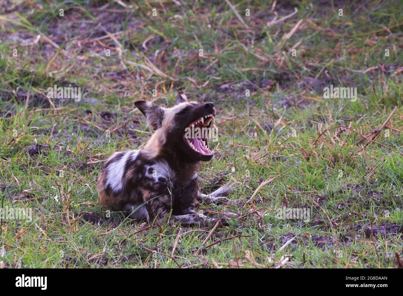 An African wild dog displays its large teeth while resting prior to a hunt in the Moremi Game Reserve, Okavango Delta, Botswana, Africa. Stock Photo