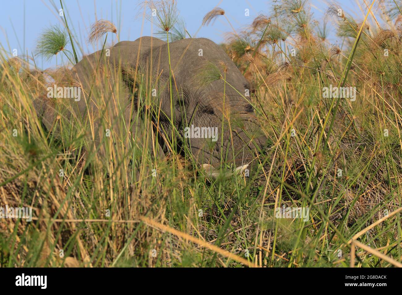 A large bull elephant walking through thick vegetation in the Okavango
