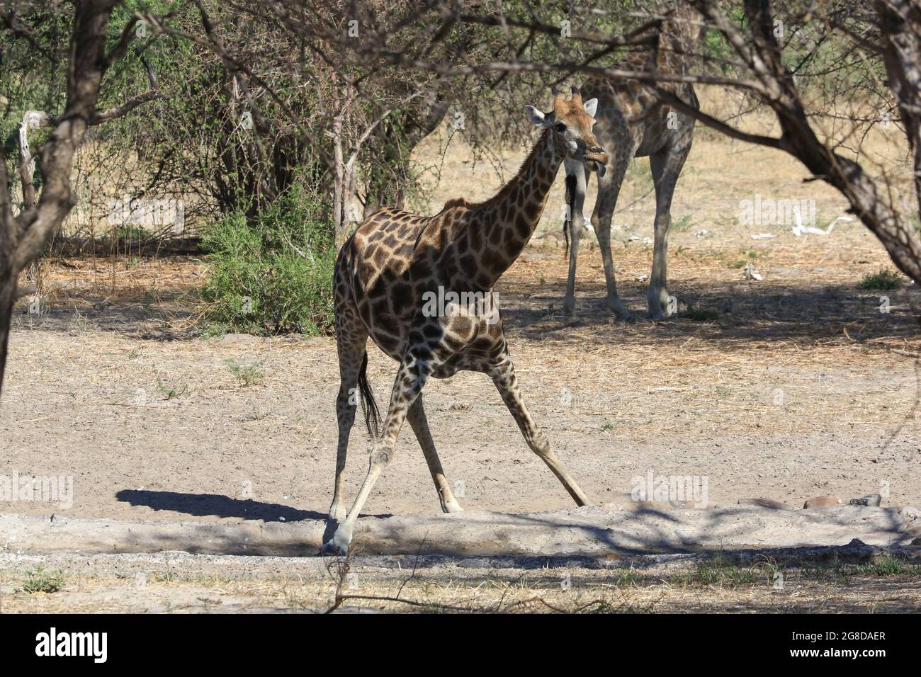 A giraffe about to drink at a water hole on the grounds of Deception Valley Lodge in the Kalahari Desert within Botswana. Stock Photo