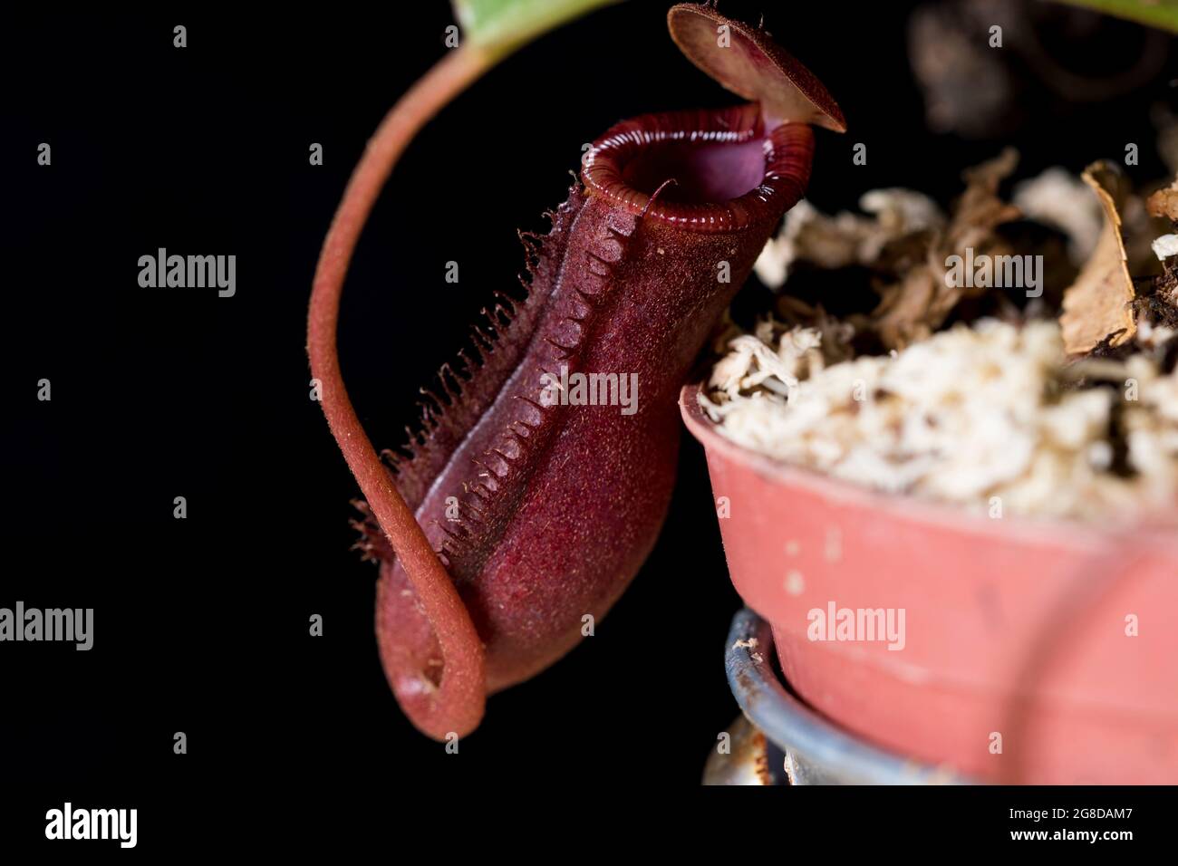 Asian pitcher plant pod close up of carnivorous plant. Bright red blossom of insect catching pitcher plant. Stock Photo