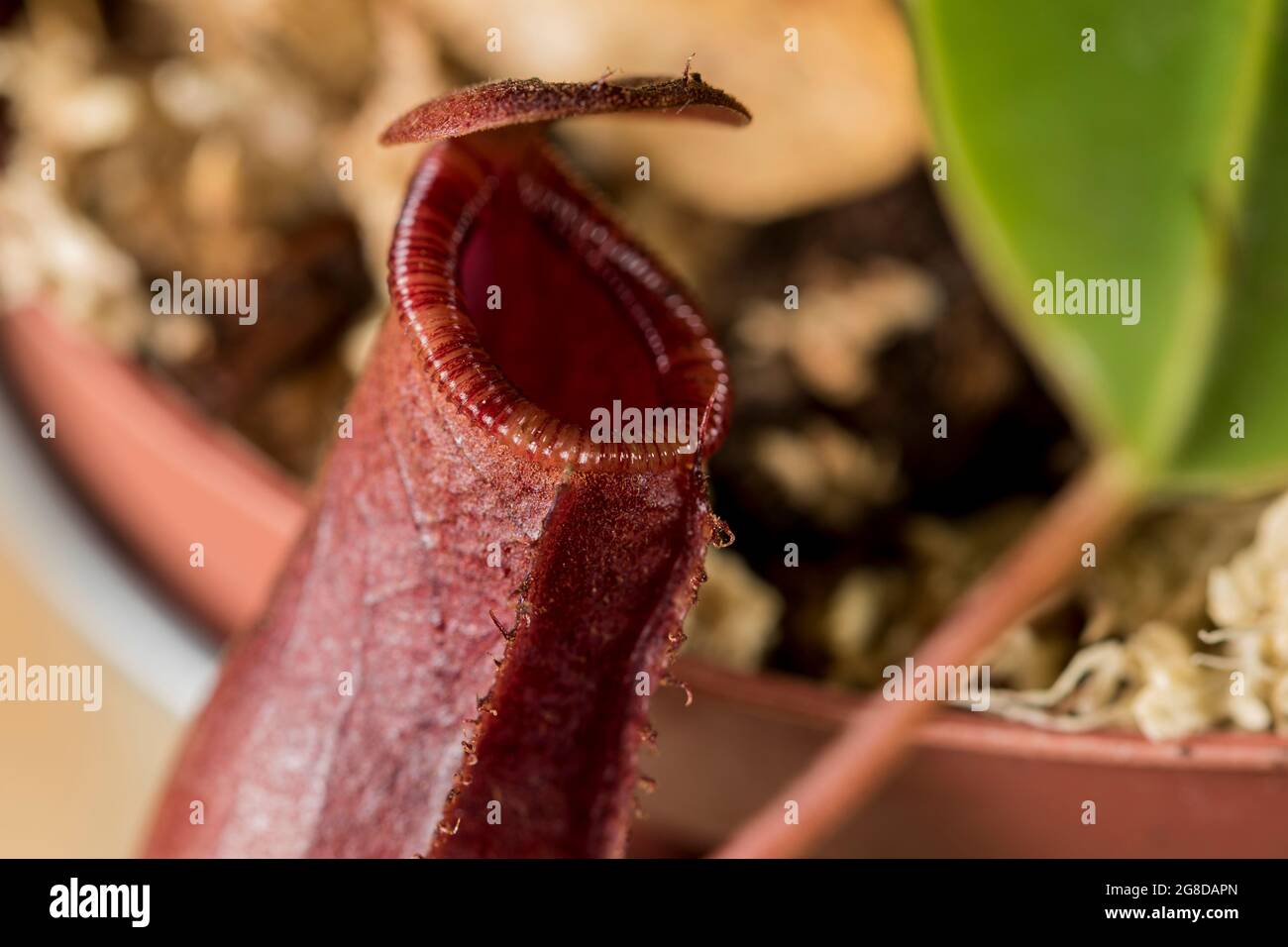 Bright red top of pitcher plant close up. Stock Photo
