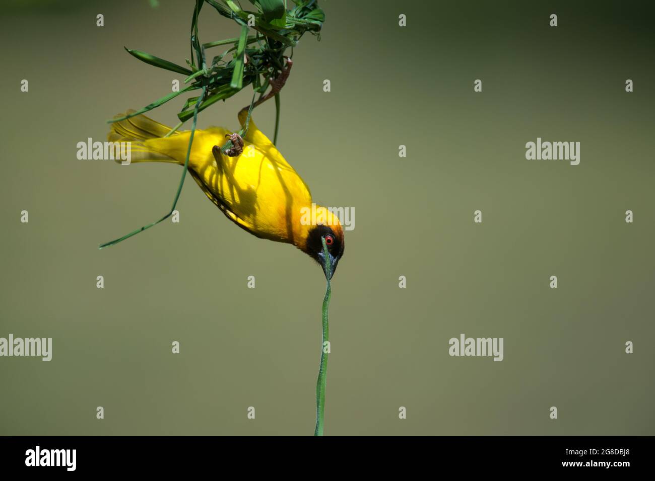 Vitalline Weaver bird, hanging upside down, building a new nest with