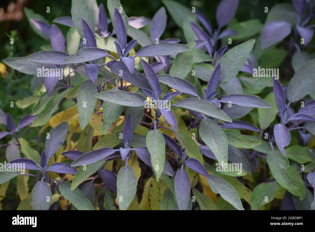 beautiful Leaves of the colored Sage Stock Photo Alamy