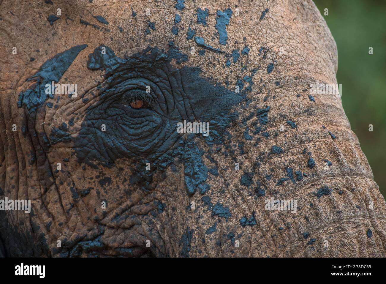 Elephant with mud on it's face having splashed it around itself during a mud bath, close-up of eye, muddy texture Stock Photo