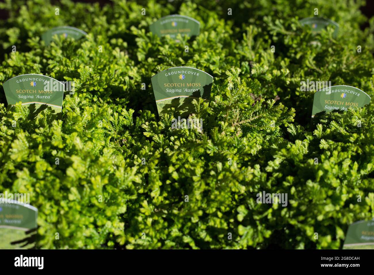 Sagina 'Aurea' plants on a tray with tags. Stock Photo