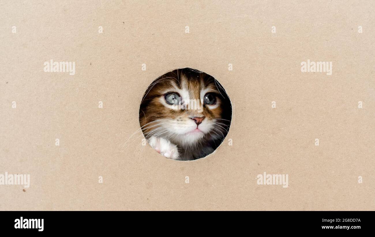 Striped Grey Kitten Getting out From Hole in a Cardboard Box. Cat