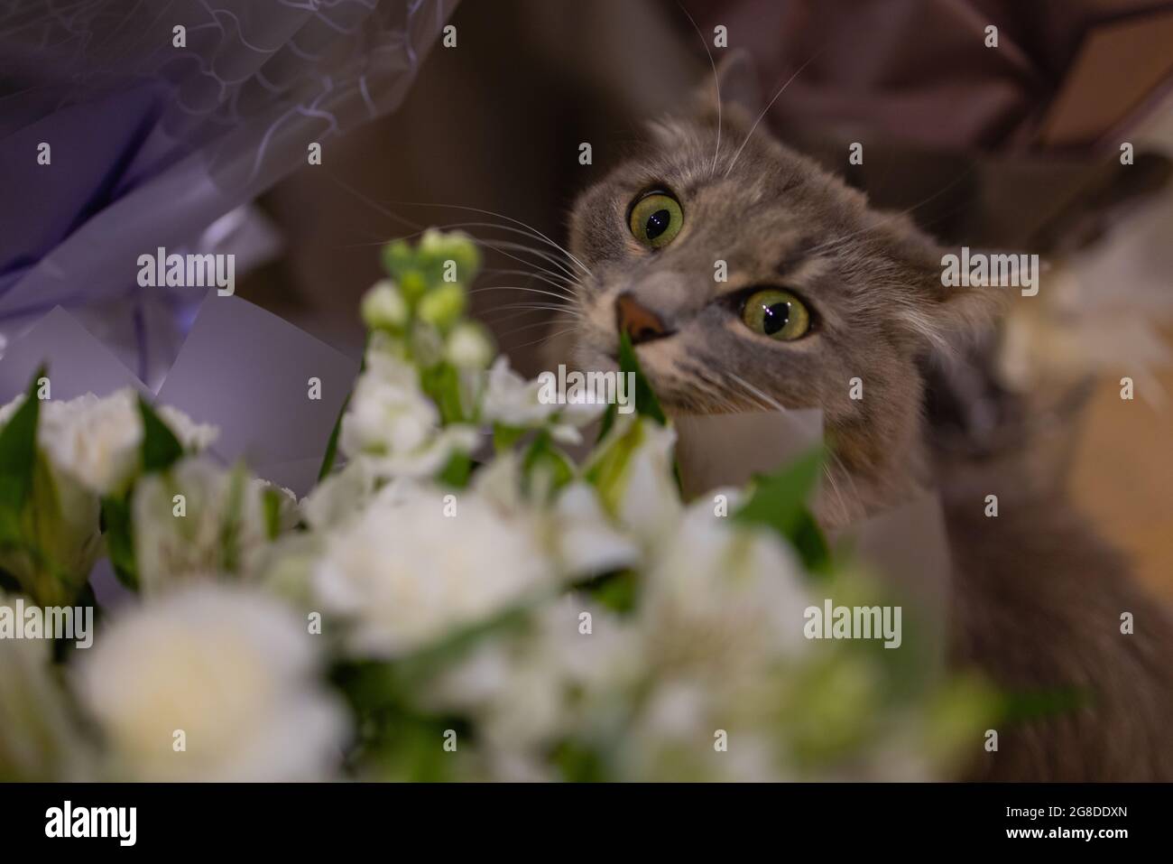 Cat sniffing at rose hi-res stock photography and images - Alamy