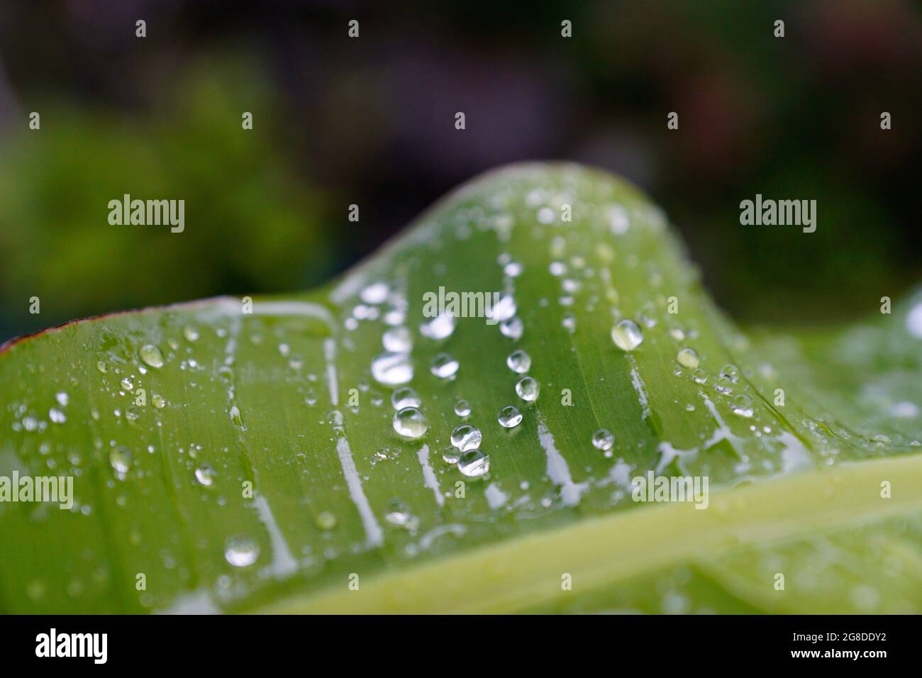 Selective focus shot of water droplets on a green leaf Stock Photo