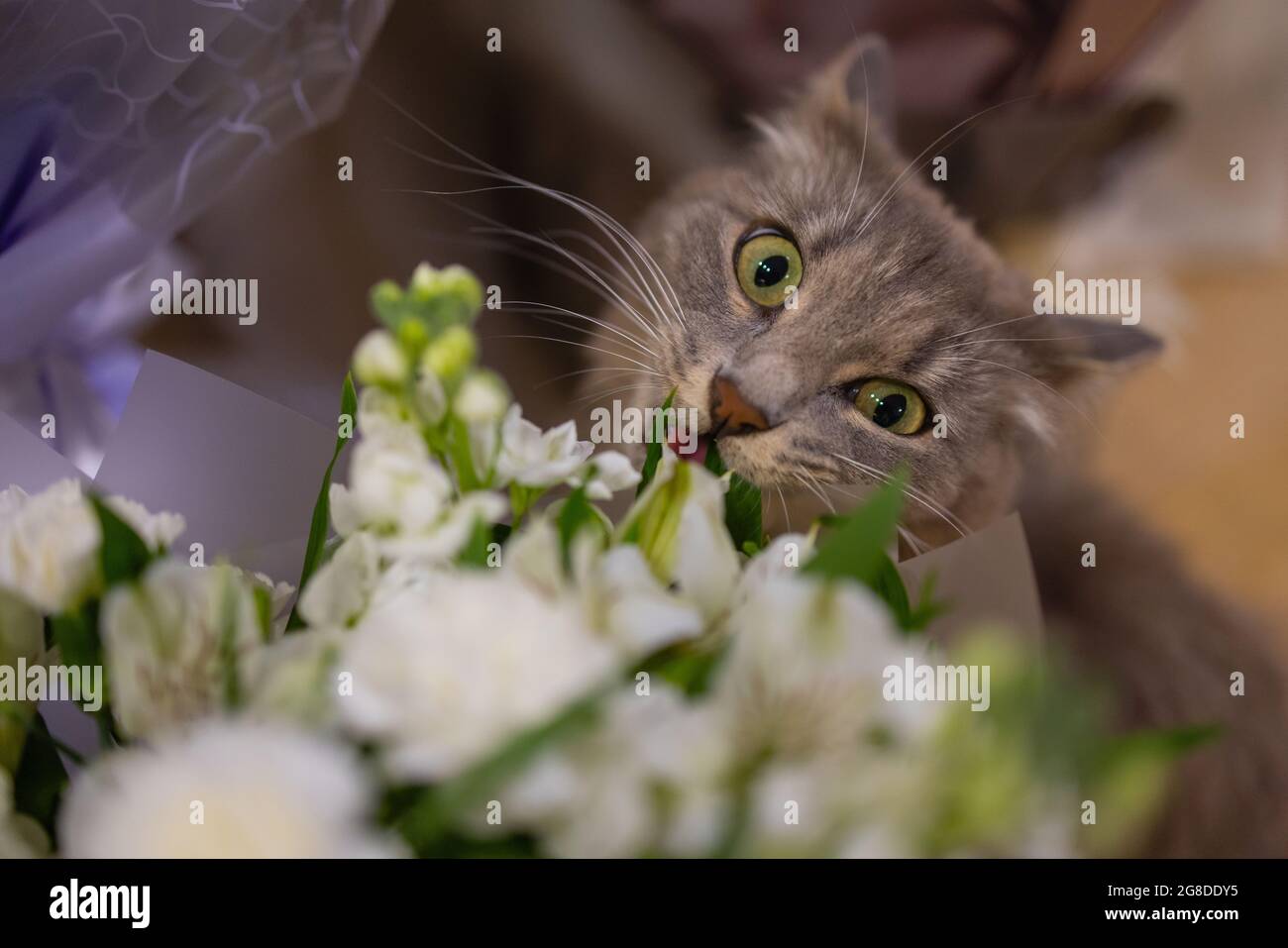 Cat sniffing at rose hi-res stock photography and images - Alamy