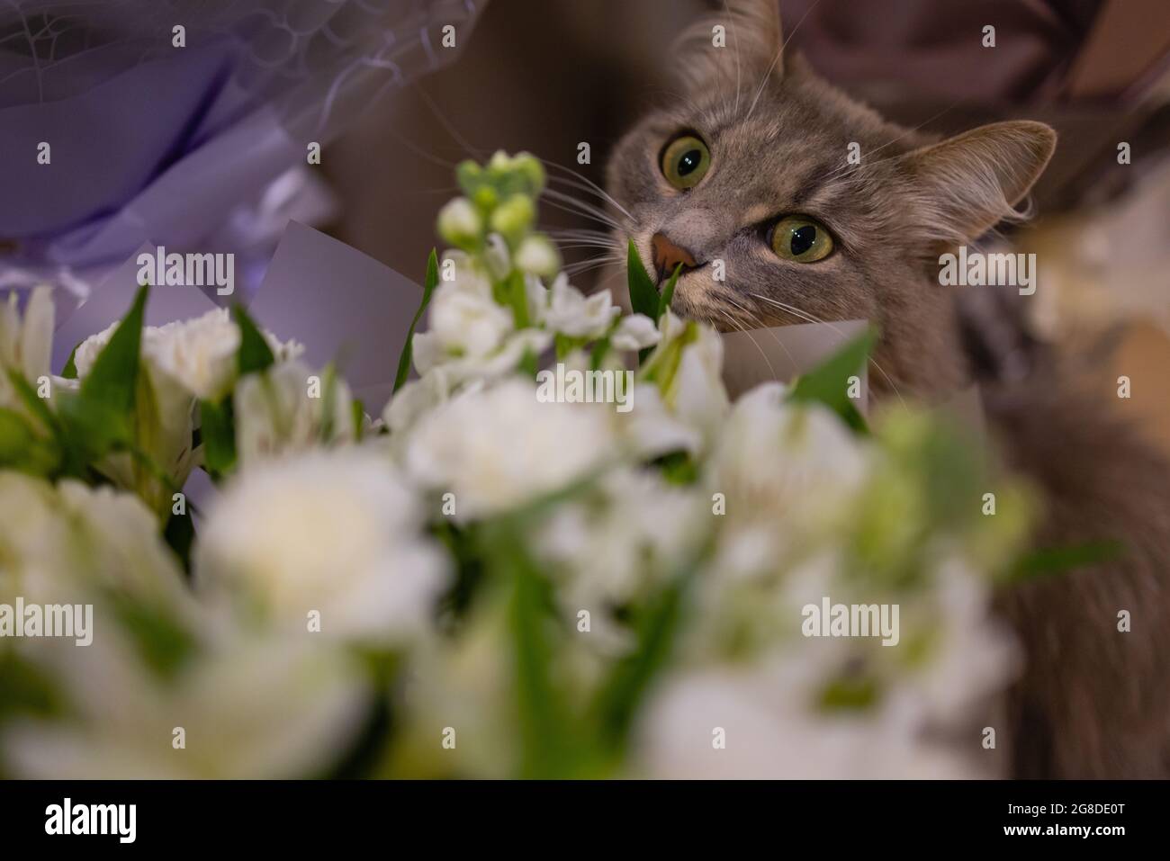 Cat sniffing at rose hi-res stock photography and images - Alamy