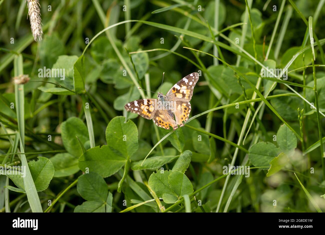 Painted lady butterfly with opened wings perched on leaves Stock Photo