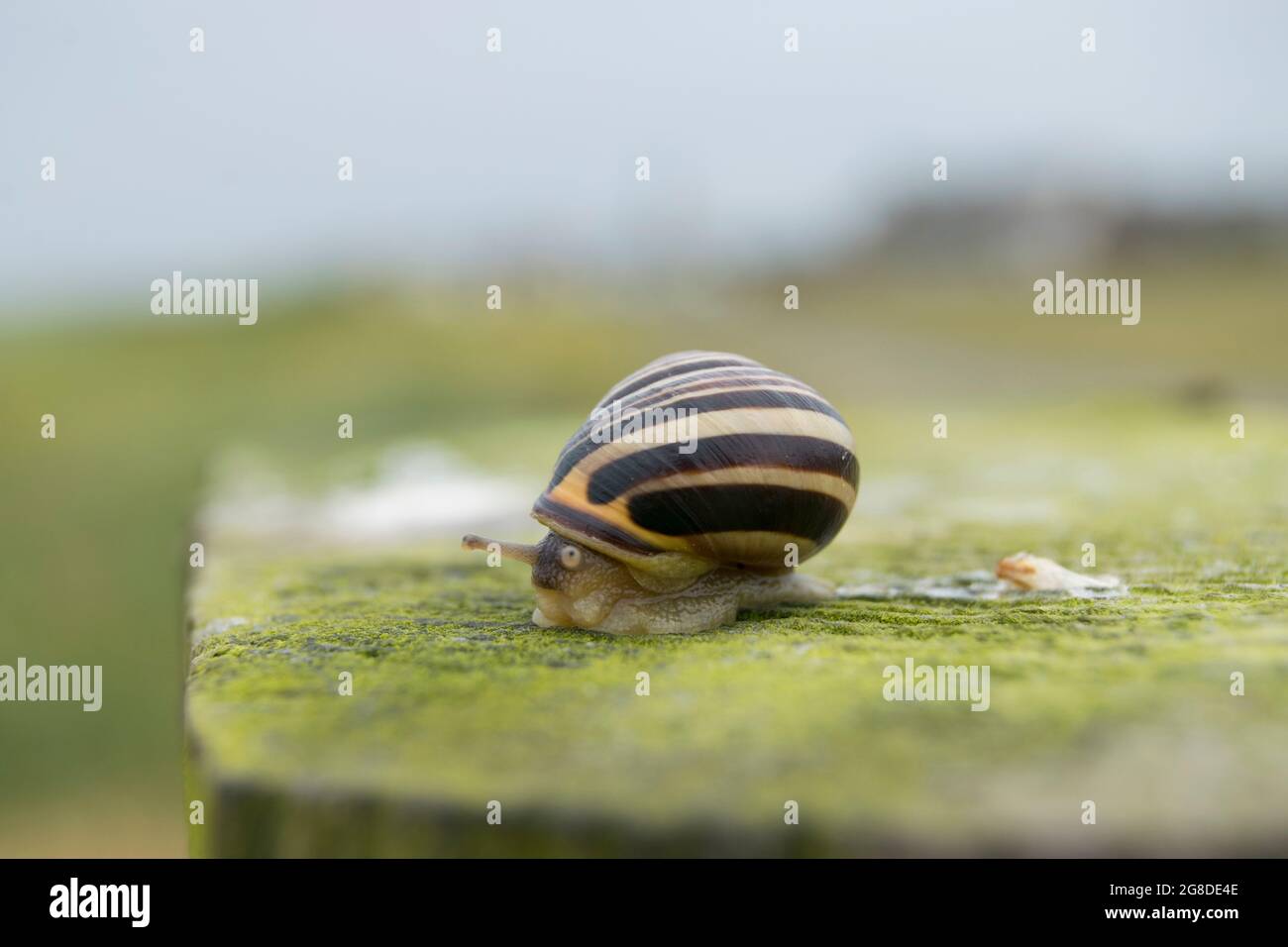 Striped snail on a fence post Stock Photo