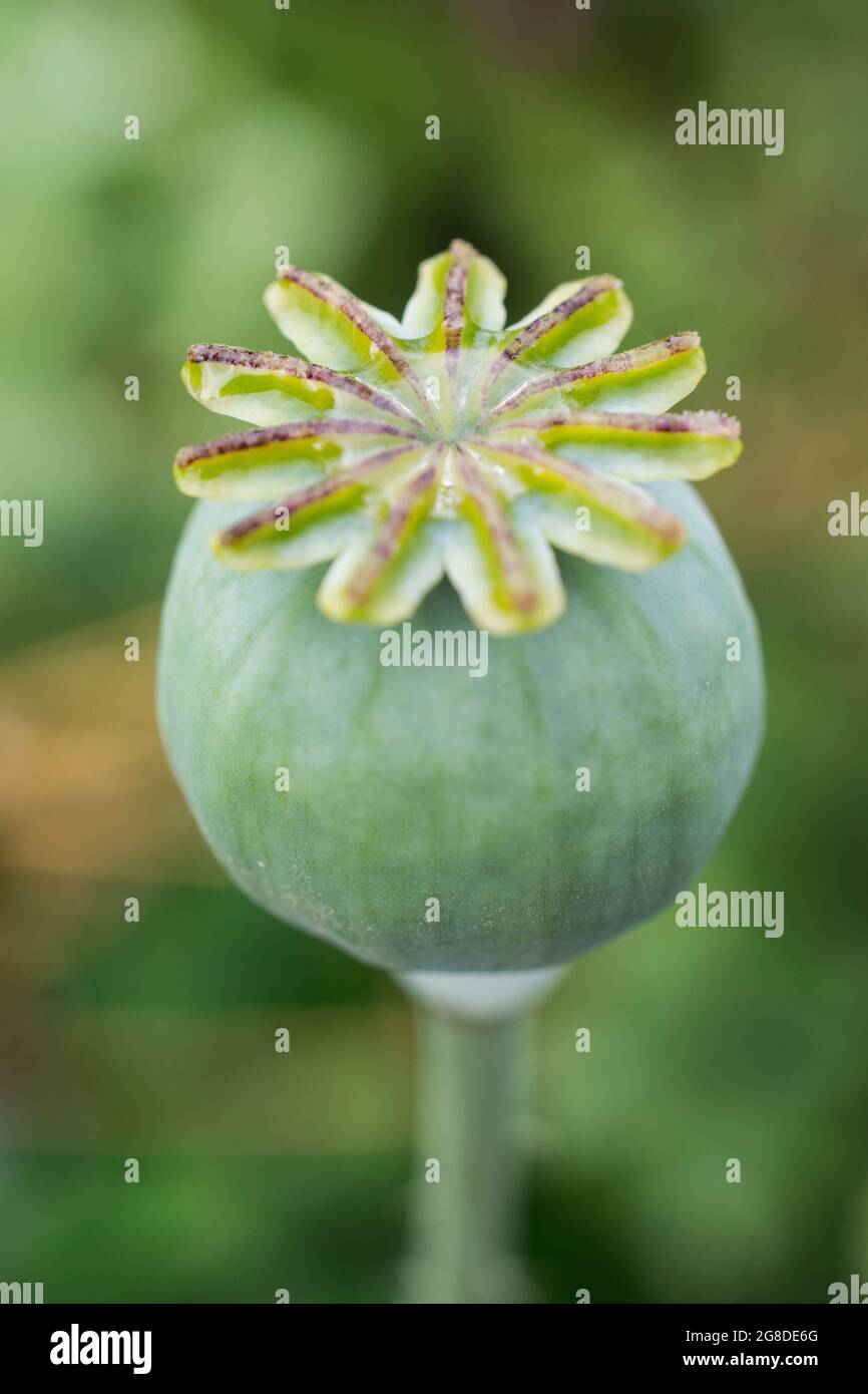 Small poppy seed head with a puddle of water collected on the top Stock Photo
