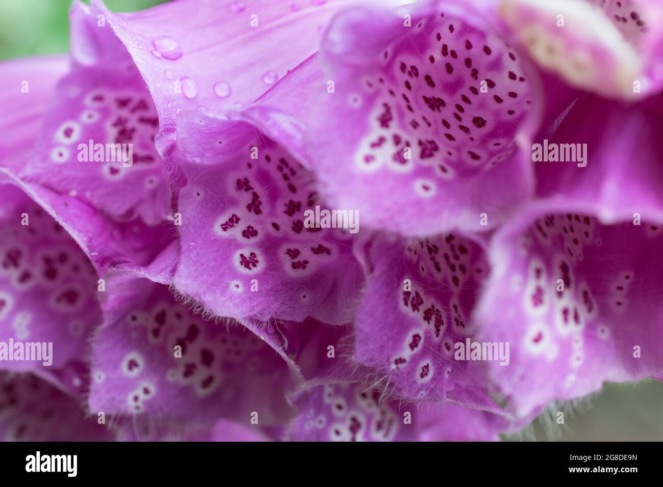 Close up of Fox glove petals Stock Photo