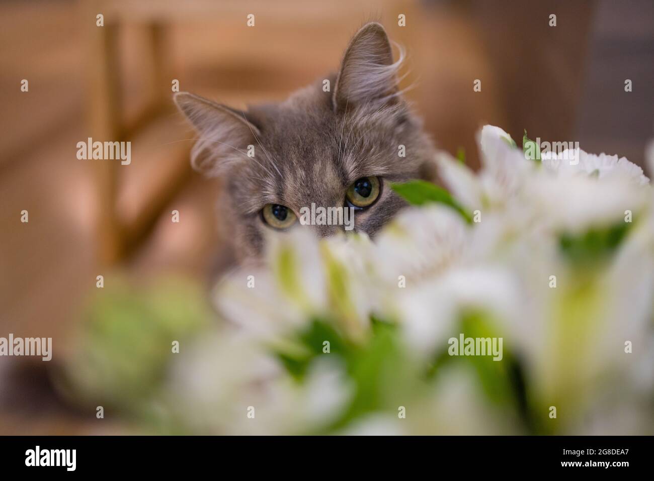 Cat sniffing at rose hi-res stock photography and images - Alamy