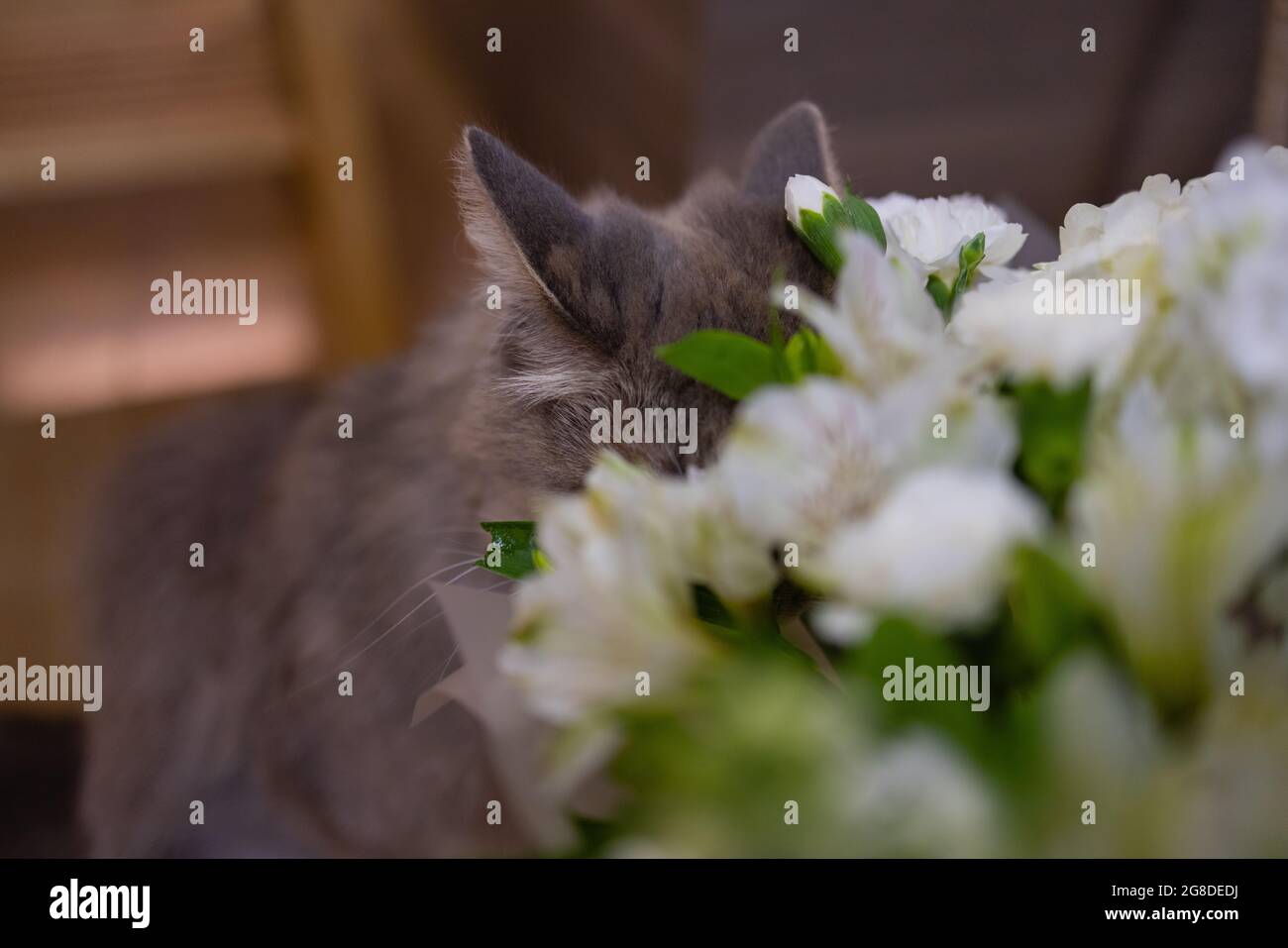 Cat sniffing at rose hi-res stock photography and images - Alamy